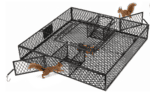 Squirrel Cage – Humane Indoor & Outdoor Solution for Squirrels & Chipmunks, Durable Black Design - Image 2