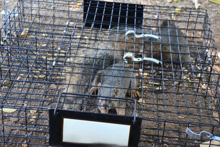 Squirrel Cage – Humane Indoor & Outdoor Solution for Squirrels & Chipmunks, Durable Black Design photo review