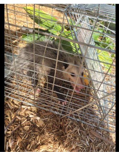 Heavy Duty Humane Raccoon Trap – Large Live Animal Cage Trap for Safe Raccoon Removal photo review