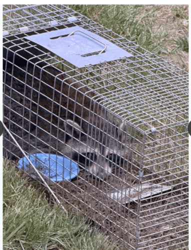 Heavy Duty Large Animal Cage – Folding, Humane & Secure for Coyotes, Foxes & Wildlife photo review