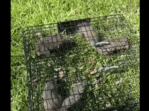 Squirrel Cage – Humane Indoor & Outdoor Solution for Squirrels & Chipmunks, Durable Black Design photo review