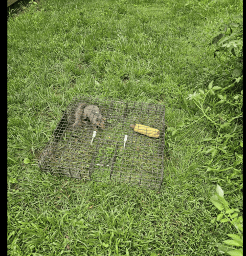Squirrel Cage – Humane Indoor & Outdoor Solution for Squirrels & Chipmunks, Durable Black Design photo review